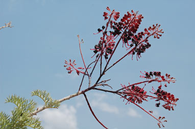 APII jpeg image of Grevillea benthamiana  © contact APII