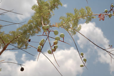 APII jpeg image of Grevillea benthamiana  © contact APII