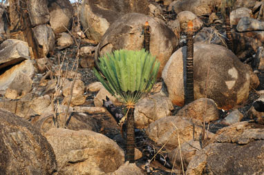 APII jpeg image of Cycas conferta  © contact APII