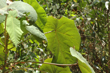 APII jpeg image of Macaranga tanarius  © contact APII