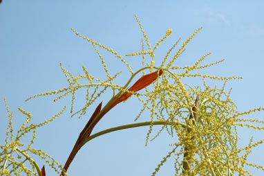 APII jpeg image of Livistona humilis  © contact APII