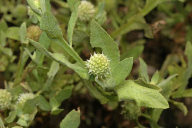 APII jpeg image of Sphaeranthus africanus  © contact APII