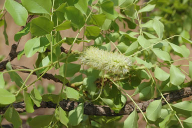 APII jpeg image of Erythrophleum chlorostachys  © contact APII