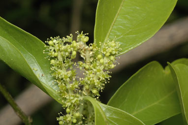 APII jpeg image of Opilia amentacea  © contact APII