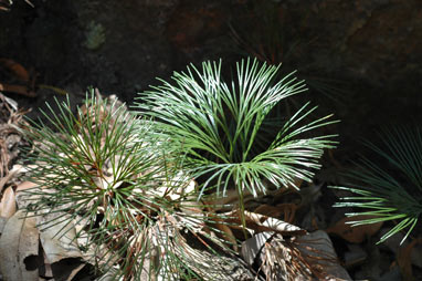 APII jpeg image of Schizaea dichotoma  © contact APII