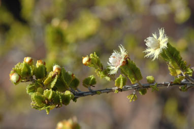 APII jpeg image of Verticordia decussata  © contact APII
