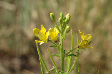APII jpeg image of Cleome viscosa  © contact APII