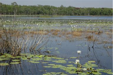 APII jpeg image of Nymphaea  © contact APII