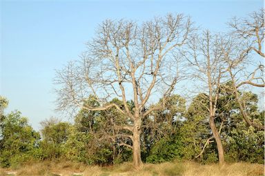 APII jpeg image of Bombax ceiba  © contact APII