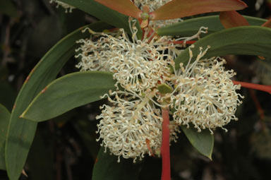 APII jpeg image of Hakea nitida  © contact APII