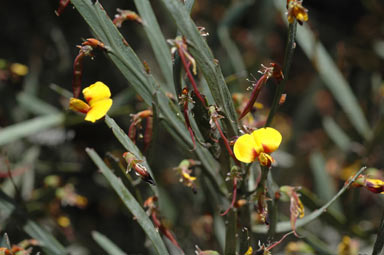 APII jpeg image of Bossiaea grayi  © contact APII