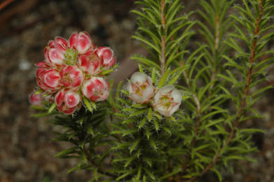 APII jpeg image of Chamelaucium drummondii  © contact APII