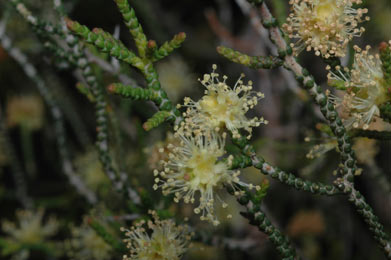 APII jpeg image of Melaleuca micromera  © contact APII