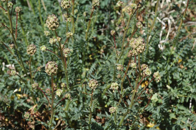 APII jpeg image of Sanguisorba minor subsp. muricata  © contact APII