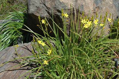 APII jpeg image of Bulbine vagans  © contact APII