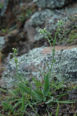 APII jpeg image of Cynoglossum suaveolens  © contact APII