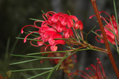 APII jpeg image of Grevillea 'Bonfire'  © contact APII