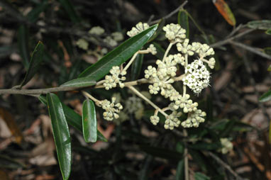APII jpeg image of Astrotricha longifolia  © contact APII