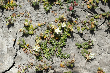 APII jpeg image of Wilsonia rotundifolia  © contact APII