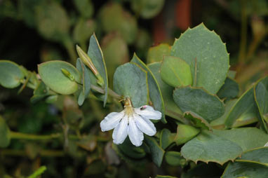 APII jpeg image of Scaevola brooksiana  © contact APII