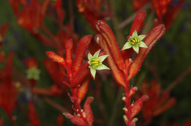 APII jpeg image of Anigozanthos 'Bush Sunset'  © contact APII