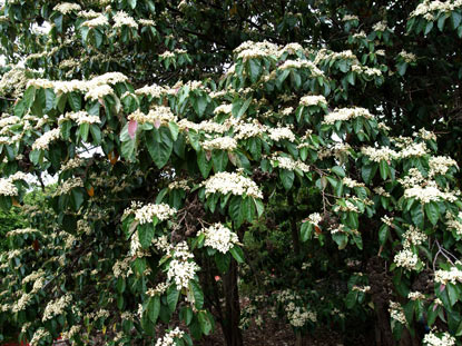 APII jpeg image of Commersonia bartramia  © contact APII