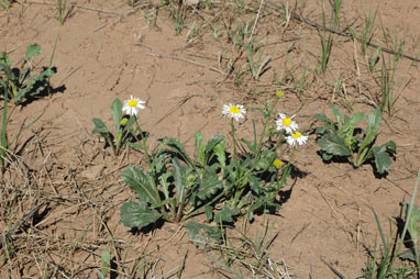 APII jpeg image of Calotis scabiosifolia var. scabiosifolia  © contact APII