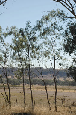 APII jpeg image of Acacia implexa  © contact APII