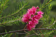 Melaleuca fulgens 'Hot Pink'