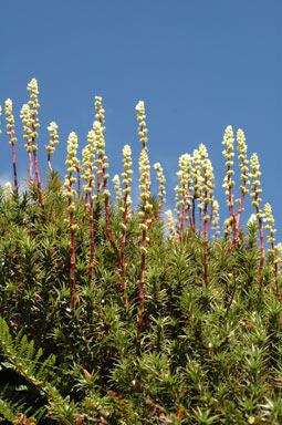APII jpeg image of Richea continentis  © contact APII