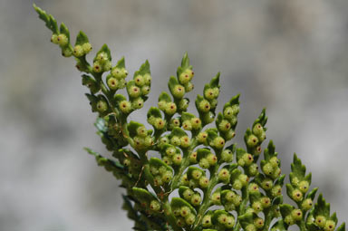 APII jpeg image of Polystichum proliferum  © contact APII