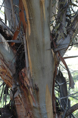 APII jpeg image of Eucalyptus annulata  © contact APII