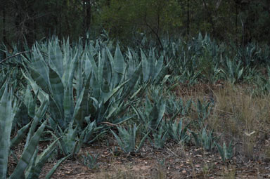 APII jpeg image of Agave americana  © contact APII