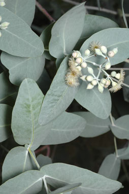 APII jpeg image of Eucalyptus melanophloia  © contact APII