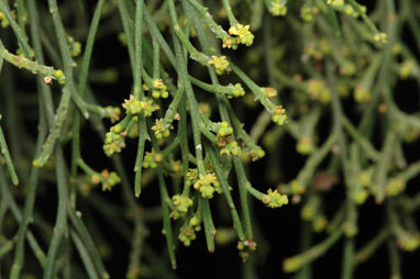 APII jpeg image of Exocarpos cupressiformis  © contact APII