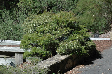 APII jpeg image of Babingtonia bidwillii 'Howie's Sweet Midget'  © contact APII