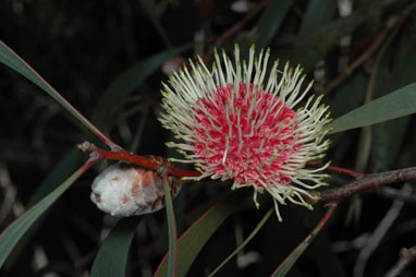 APII jpeg image of Hakea laurina  © contact APII
