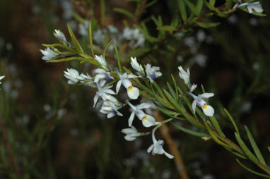 APII jpeg image of Hybanthus floribundus subsp. adpressus  © contact APII
