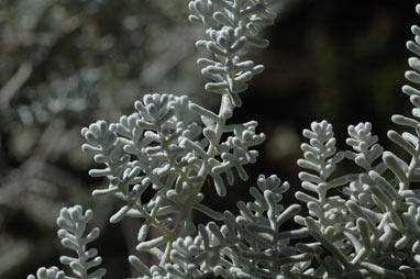 APII jpeg image of Maireana sedifolia  © contact APII