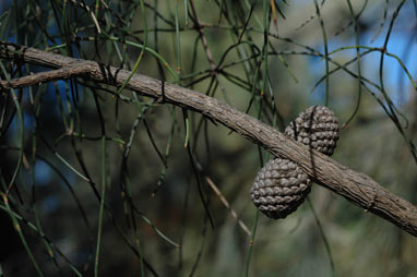 APII jpeg image of Allocasuarina scleroclada  © contact APII
