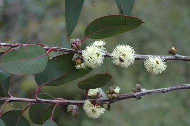 APII jpeg image of Eucalyptus boliviana  © contact APII