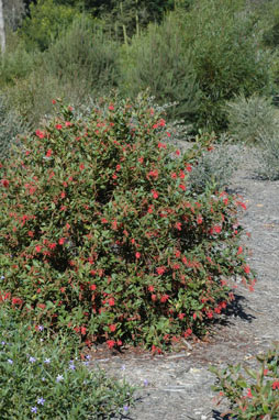 APII jpeg image of Grevillea rhyolitica  © contact APII