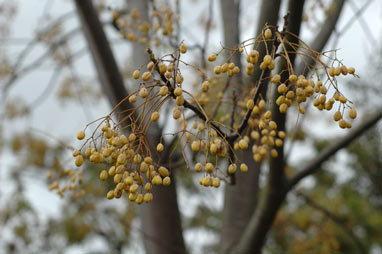 APII jpeg image of Melia azedarach  © contact APII