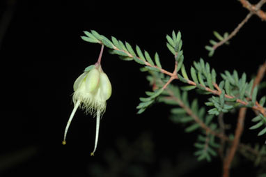 APII jpeg image of Homoranthus darwinioides  © contact APII