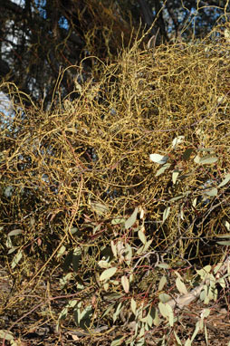 APII jpeg image of Cassytha melantha  © contact APII