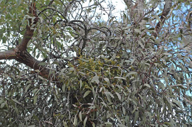 APII jpeg image of Muellerina eucalyptoides  © contact APII