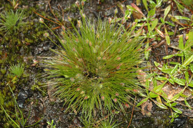 APII jpeg image of Centrolepis strigosa subsp. strigosa  © contact APII