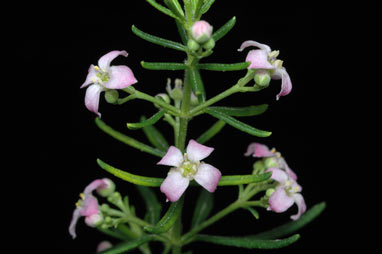 APII jpeg image of Zieria  © contact APII