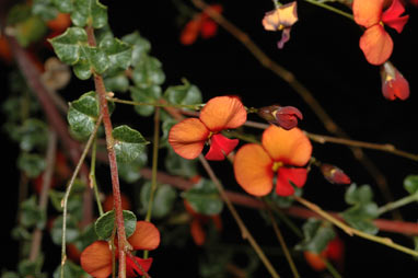 APII jpeg image of Chorizema nervosum  © contact APII