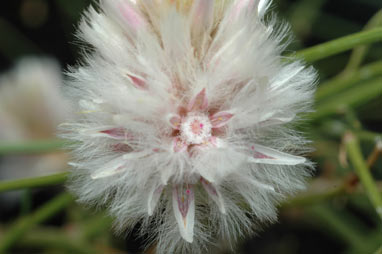 APII jpeg image of Ptilotus drummondii  © contact APII
